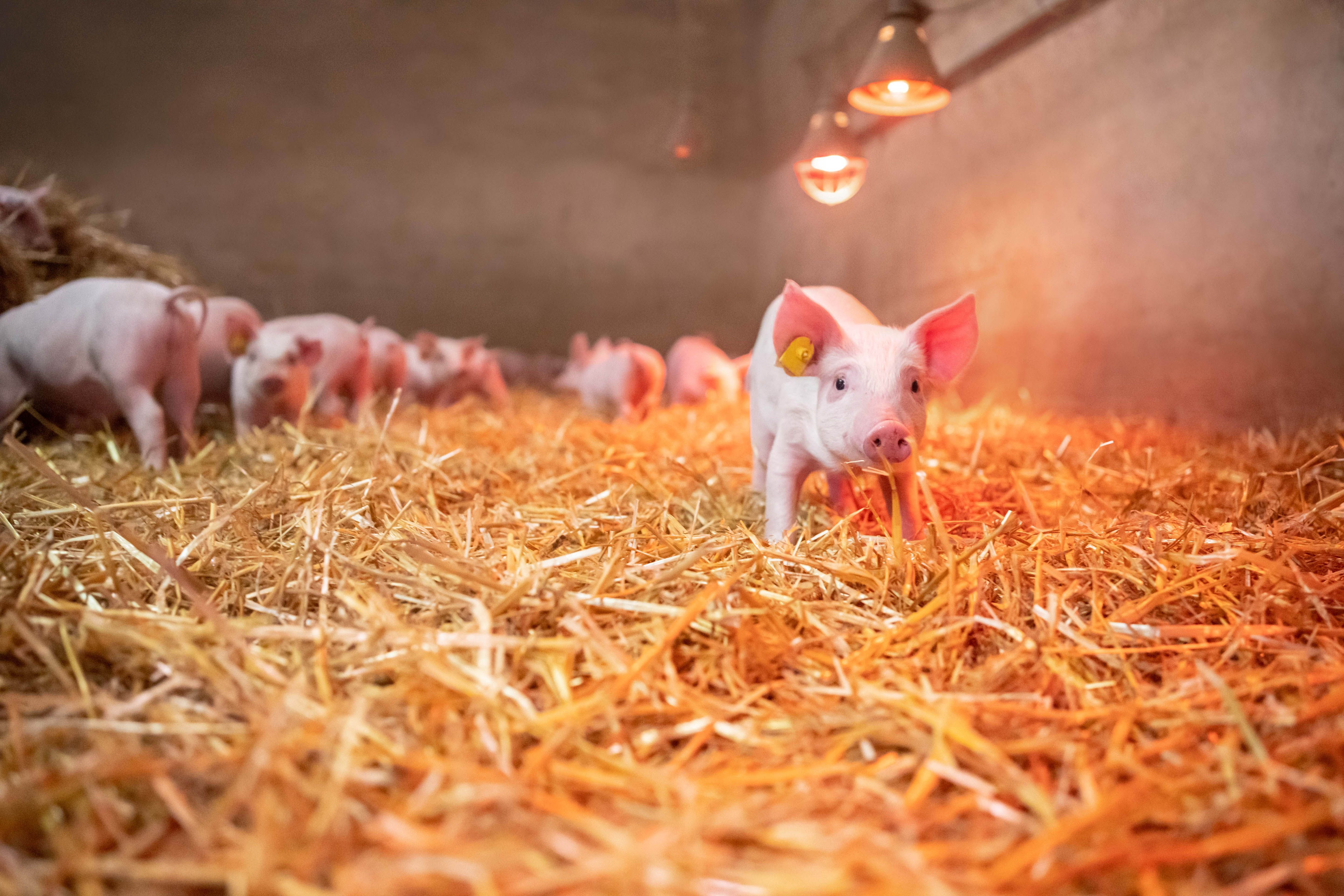 Dürrröhrsdorfer Strohschweine