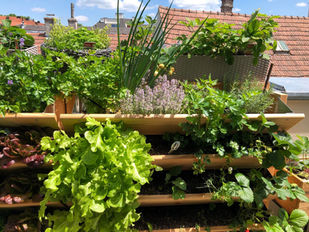 Vertikales Hochbeet mit Salat, Erdbeeren und Kräutern