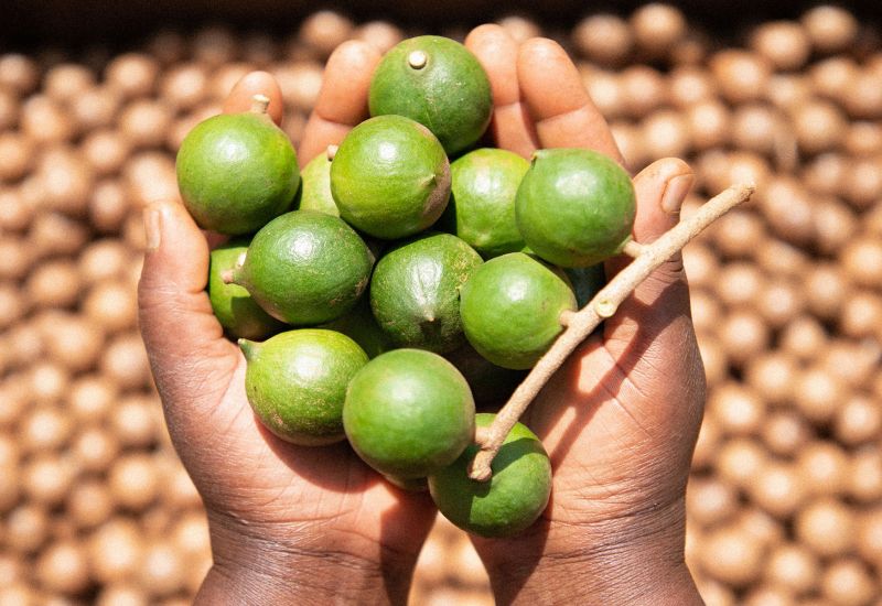 Grüne Macadamia-Schale am Baum