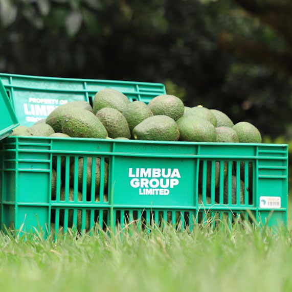 Avocado-Erntekisten der Kleinbauern