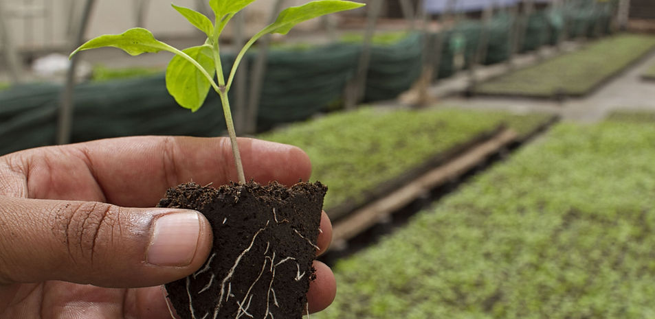 Young plant