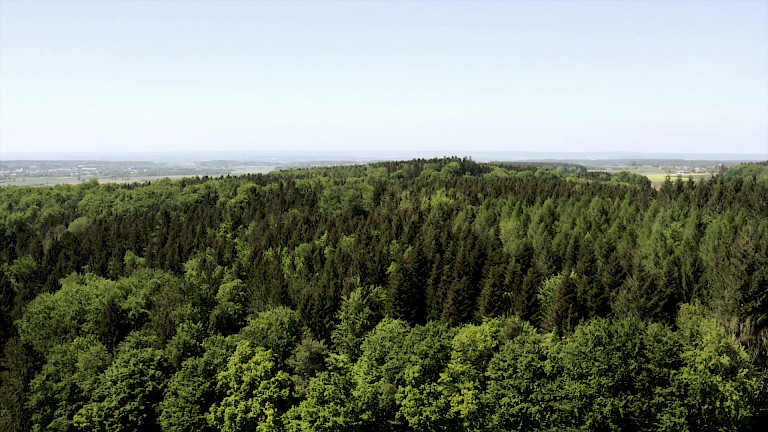 Rohstoff Holz aus regionaler Waldbewirtschaftung