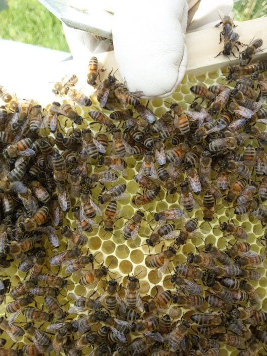 Biene Burgenland