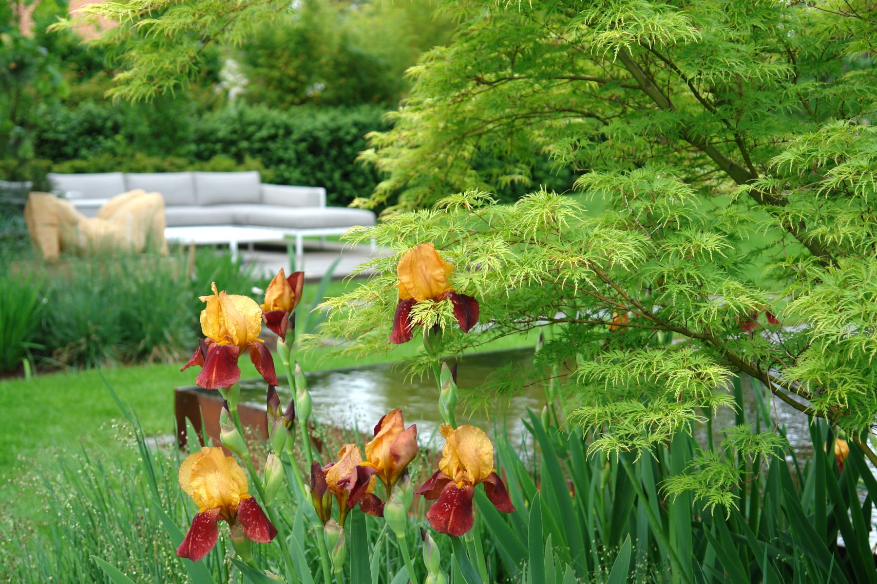 Schwertlilien in Gartenbepflanzung