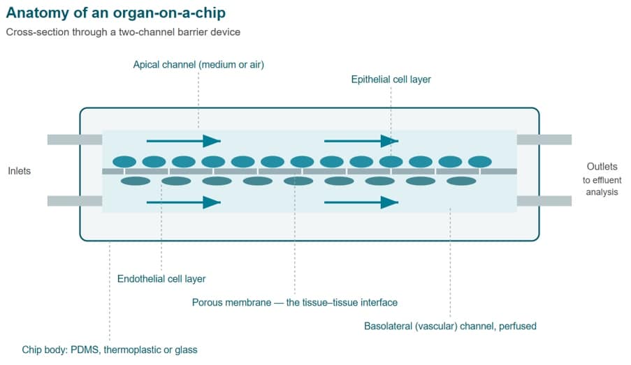 Querschnitt eines Two-Channel-Organ-on-Chip