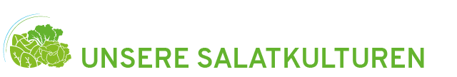 Trio-Salat (Eichblatt, Lollo Rosso, Lollo Bionda)