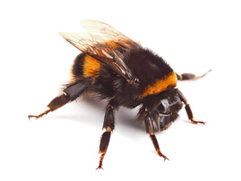 AKA Baureihe Hummel