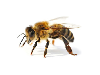 AKA Baureihe Biene